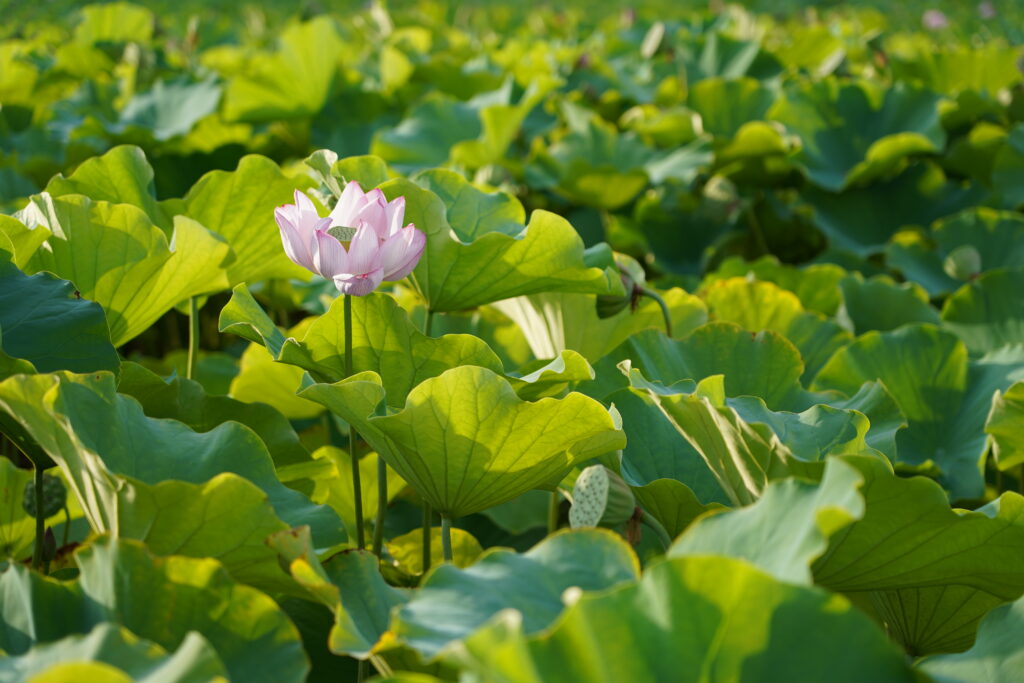 lotus flower in ueno park