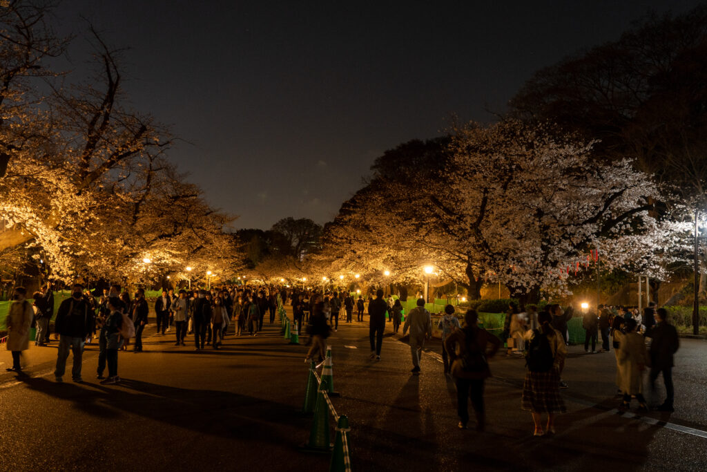 Ueno Park Sakura Street