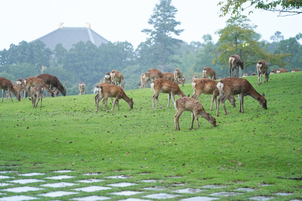 many deer eating grass