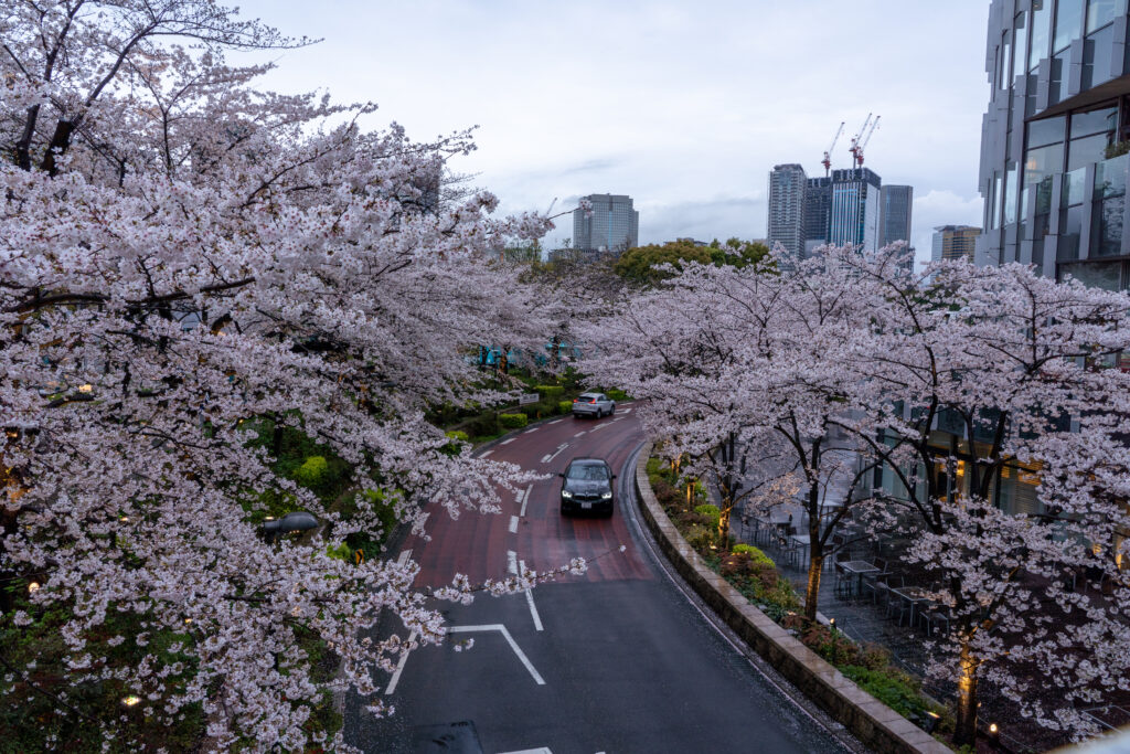 Cherry Blossom at Tokyo Midtown