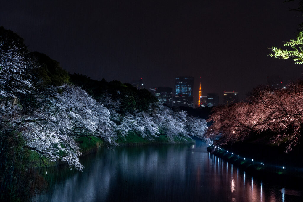 Chidorigafuchi Moat Illumination