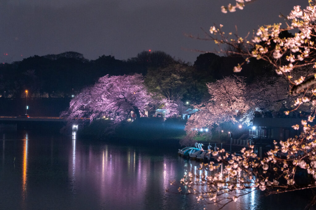 Chidorigafuchi Moat Illumination