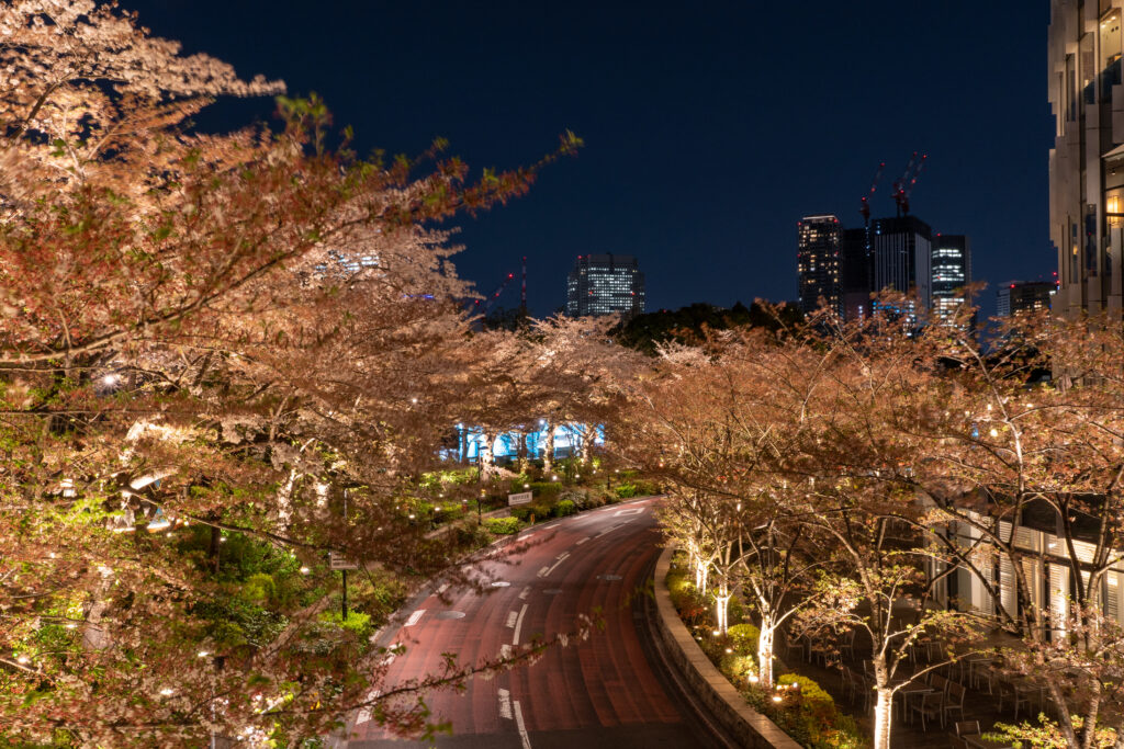 Cherry Blossom illuminated at Tokyo Midtown